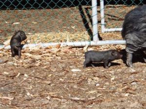 There were even some of the cutest pigs I've ever seen with the curliest of tails ever